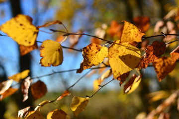 branch of a tree with yellow leaves against a blue sky