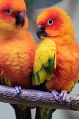 Sonnensittich (Aratinga solstitialis) Paar