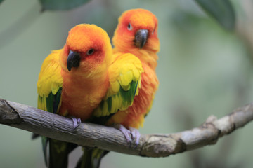 Sonnensittich (Aratinga solstitialis) Paar