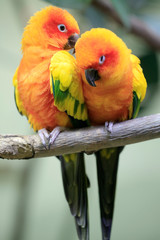 Sonnensittich (Aratinga solstitialis) Paar