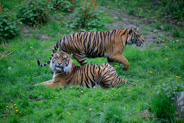 Fototapeta na wymiar Sumatra-Tiger (Panthera tigris sumatrae) Paar