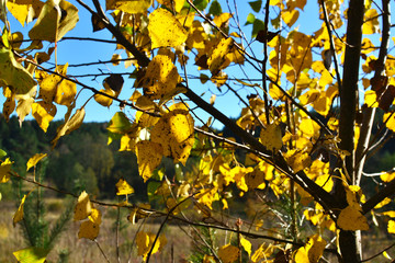 yellow birch leaves on a branch