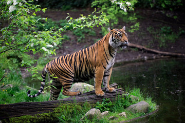 Sumatra Tiger (Panthera tigris sumatrae)