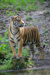 Sumatra Tiger (Panthera tigris sumatrae)