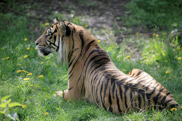 Sumatra-Tiger (Panthera tigris sumatrae) 