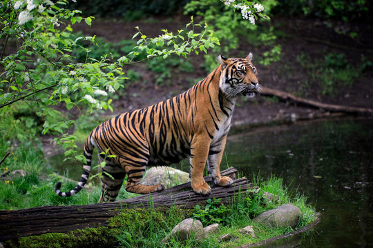 Sumatra Tiger (Panthera tigris sumatrae)