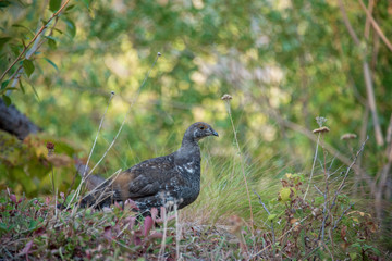 Canada Grouse  - Spruce grouse in grass side on