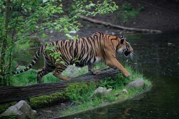 Fototapeta na wymiar Sumatra-Tiger (Panthera tigris sumatrae)