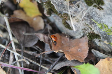 butterfly on leaf