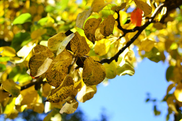  branch with yellow leaves against the sky