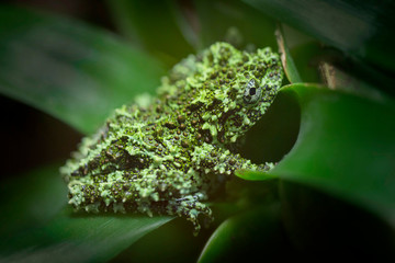 Vietnamesischer Moosfrosch (Theloderma corticale)