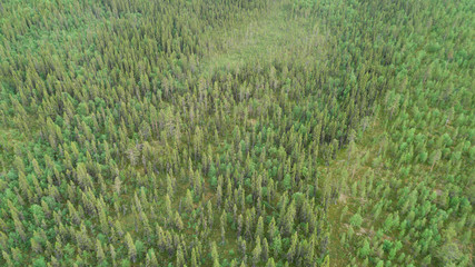 Aerial top view of summer green trees in forest