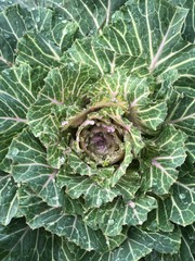cabbage growing in the garden