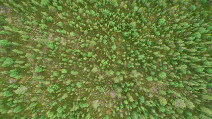 Aerial top view of beautiful summer green fir trees in forest