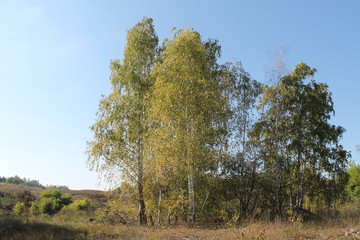 Obraz premium trees in autumn