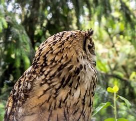 Indian eagle-owl, also called rock eagle-owl or Bengal eagle-owl (Bubo bengalensis) looking to the...