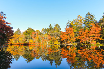 Beautiful Japan autumn at Kumoba Pond or Kumoba ike of Karuizawa ,Nagano Prefecture Japan.