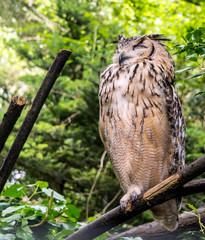 Indian eagle-owl, also called rock eagle-owl or Bengal eagle-owl (Bubo bengalensis). It is splashed with brown and grey, and has a white throat patch with black small stripes.