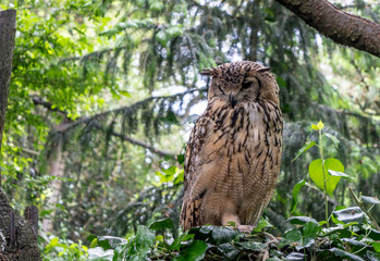 Indian eagle-owl, also called rock eagle-owl or Bengal eagle-owl (Bubo bengalensis). It is a species of large horned owl, with 