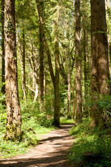 Obraz premium Country road in the forest