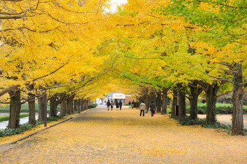 People waling in the walk way covered by the ginkgo root's yellow leaves at the public park in the...