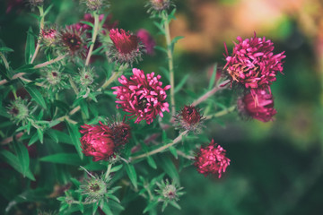 last autumn purple flowers among green leaves on a cool pochmmyrny morning