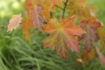 Fototapeta na wymiar maple leaves in autumn