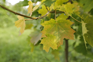 maple leaves on a background