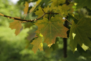 green maple leaves