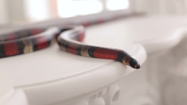 Close-up of a black-and-red snake lies on a white vintage table. South American coral snake. Serpens. Reptiles. Snake.