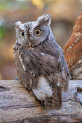 Obraz premium Grey Screech Owl on a branch.