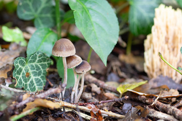 mushroom in the forest