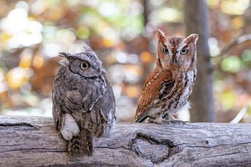Screech Owl Pair on a branch.  Grey and Brown.