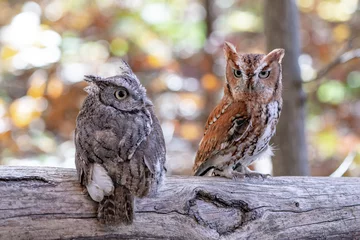 Schilderijen op glas Screech Owl Pair on a branch.  Grey and Brown. © Glenn