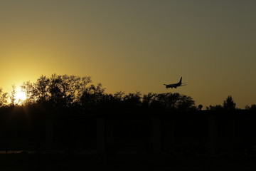 silhouette of a tree in sunset