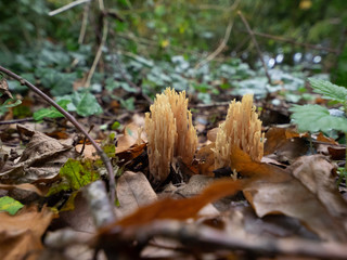 mushroom in the forest