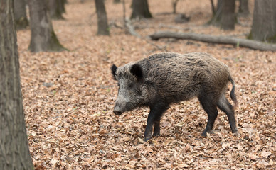 Portrait of a wild boar
