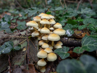 mushrooms in forest