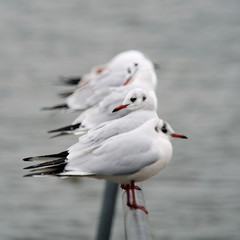 row of seagulls perched on a metal rail