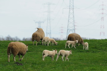 Obraz premium herd of sheep with lambs on a meadow with power lines in the background