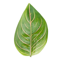 Aglonema leaf isolated on white background