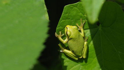 tree frog in camouflage on a green leaf
