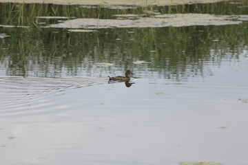 ducks in pond