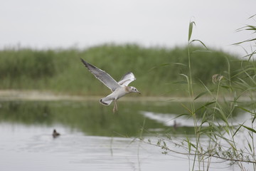 seagull in flight