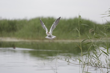 bird in flight