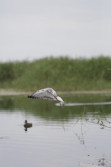 Fototapeta premium great white egret in flight
