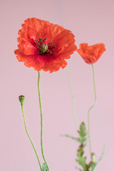Beautiful red poppies with its buds and leaves on pink background