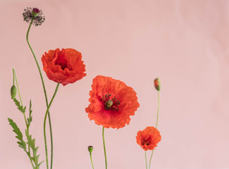 Obraz premium Piękne czerwone maki z pąkami i liśćmi na różowym tle