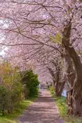 Sakura Cherry blossom petal on ground.