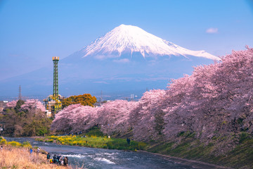 View of Mount Fuji with Sakura cherry blossom at Ryuganbuchi, Shizuoka, Japan.